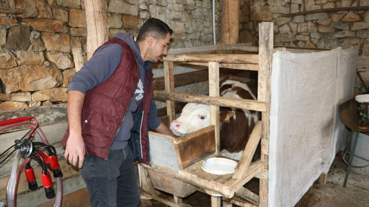 Köyde Hayvancılığa Geçen Genç Ziraat Tekniği: Abdullah Kamçıcı'nın Hikayesi