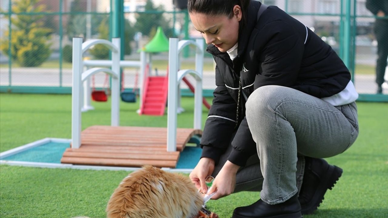 Küçük Dostlar Kedi Kasabası: Kayseri'de 42 Bin Ziyaretçi Ağırladı