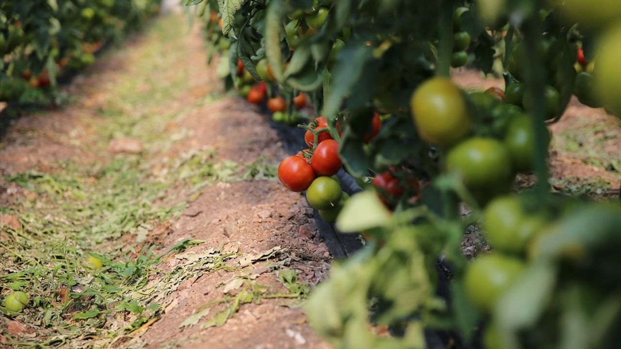 Kumluca ve Finike'nin Domatesleri Dünya Pazarında Kazanıyor