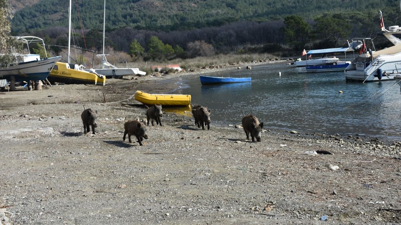 Marmaris'te Yaban Domuzları Sahile İndi