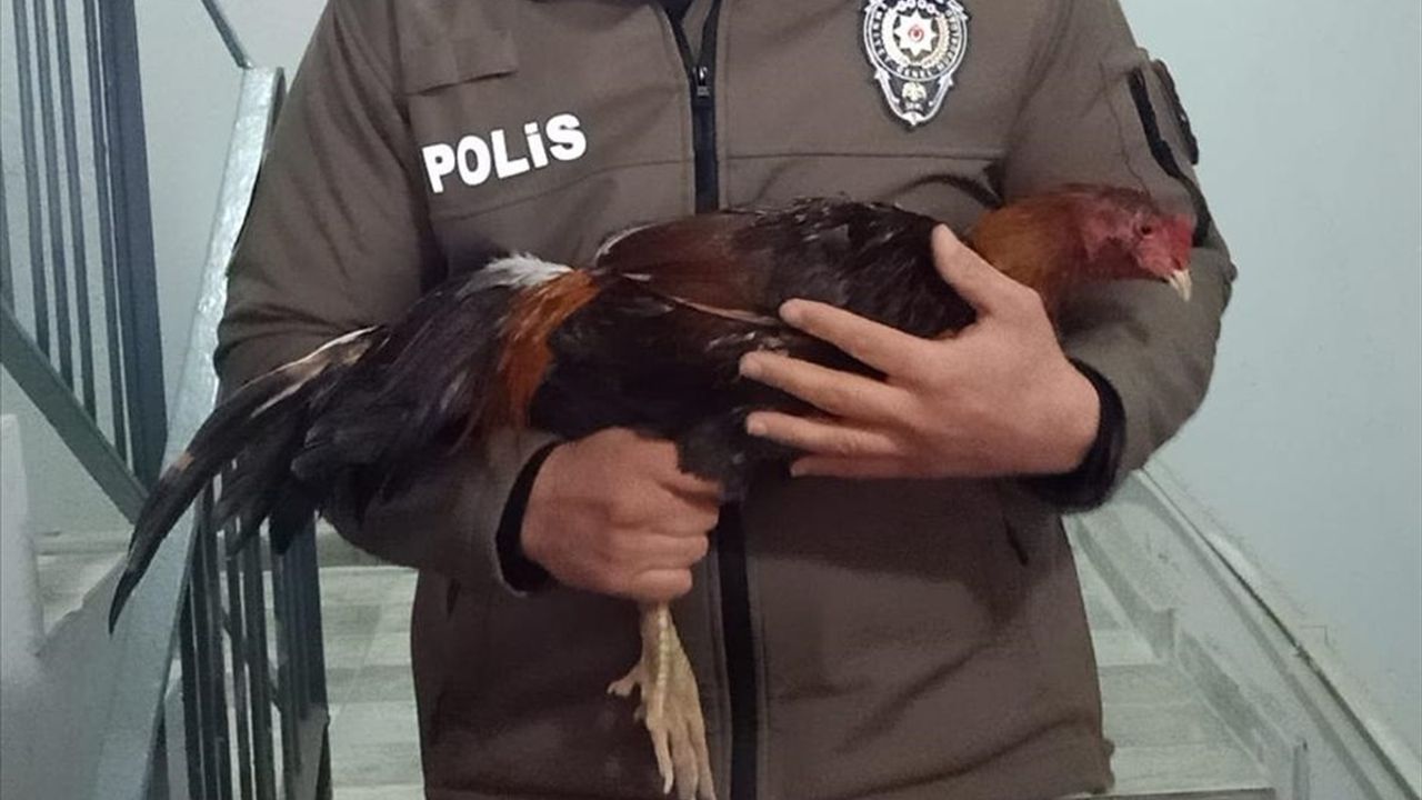 Mersin'de Horoz Dövüşü Operasyonunda 128 Kişiye Para Cezası