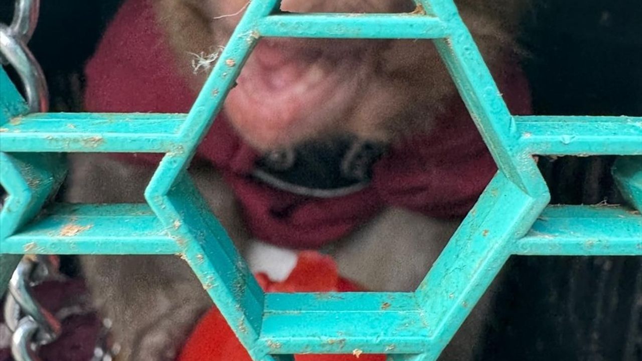 Mersin'de Kaçak Hayvan Operasyonu: Maymun ve Üç Sincap Ele Geçirildi