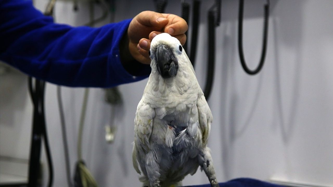 Mersin'in Dans Eden Papağanı Ares Veterinerlerin Yüzünü Güldürdü