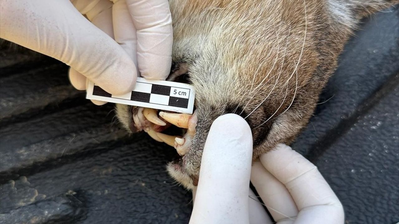 Muğla'da Nesli Tehlike Altındaki Karakulak Aracın Çarpması Sonucu Hayatını Kaybetti