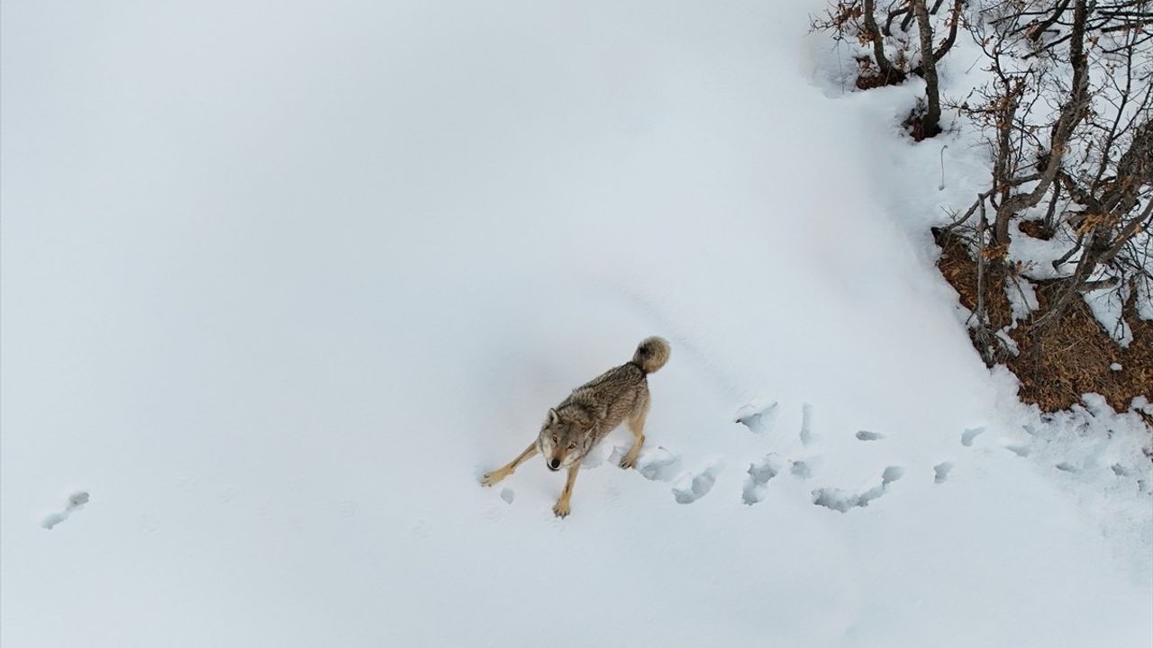 Munzur Vadisi Milli Parkı'nda Dronla Görüntülenen Kurtlar