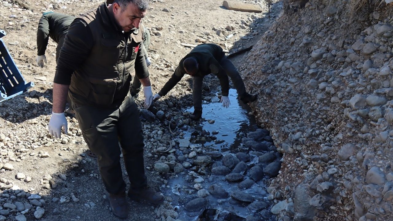 Şanlıurfa'da 316 Kaplumbağa Doğaya Kavuştu