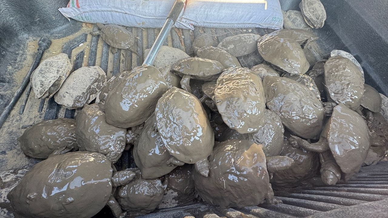 Şanlıurfa'da Mahsur Kalan 240 Kaplumbağa Kurtarıldı