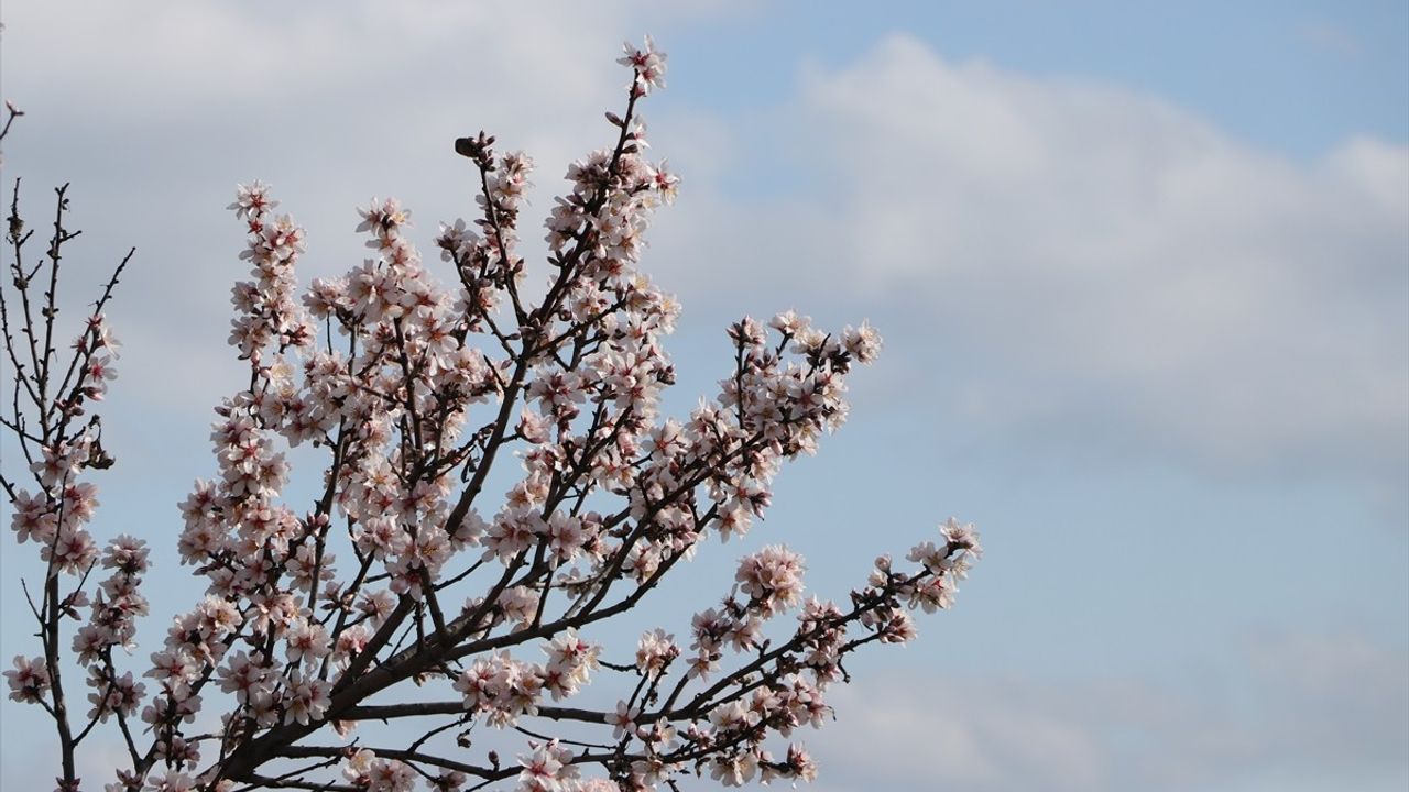Tekirdağ'da Yalancı Bahar: Badem Ağaçları Erken Çiçek Açtı