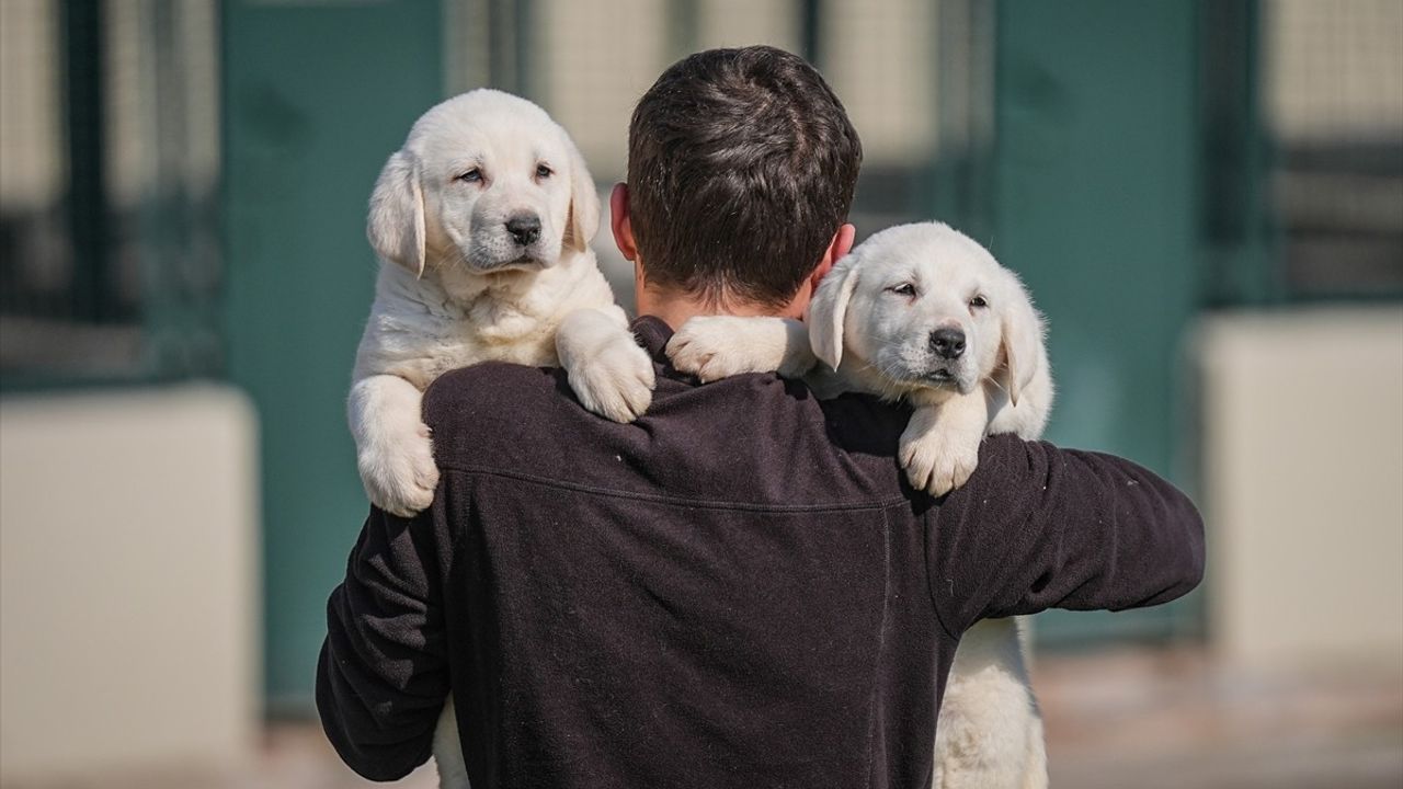 TİGEM'de Safkan Akbaş ve Kangal Yavruları İçin 6 Ay Bekleme Süresi