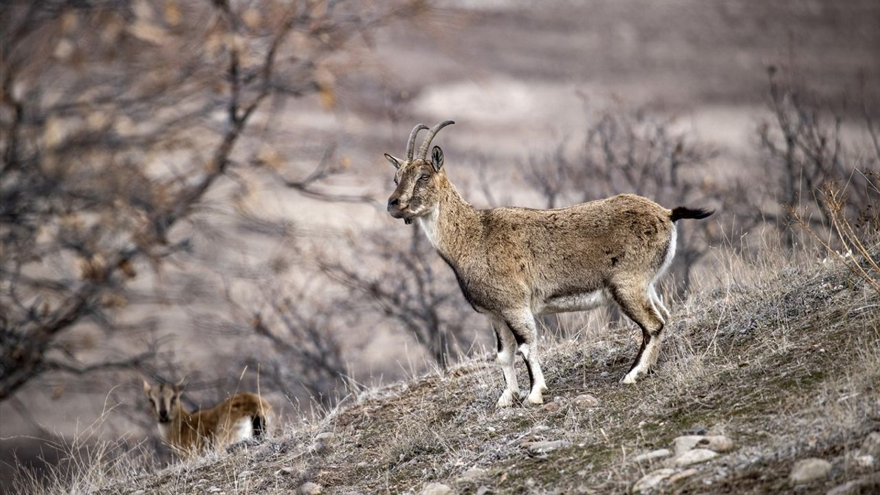 Tunceli'deki Yaban Keçileri Kışın Karnını Karla Doyuruyor