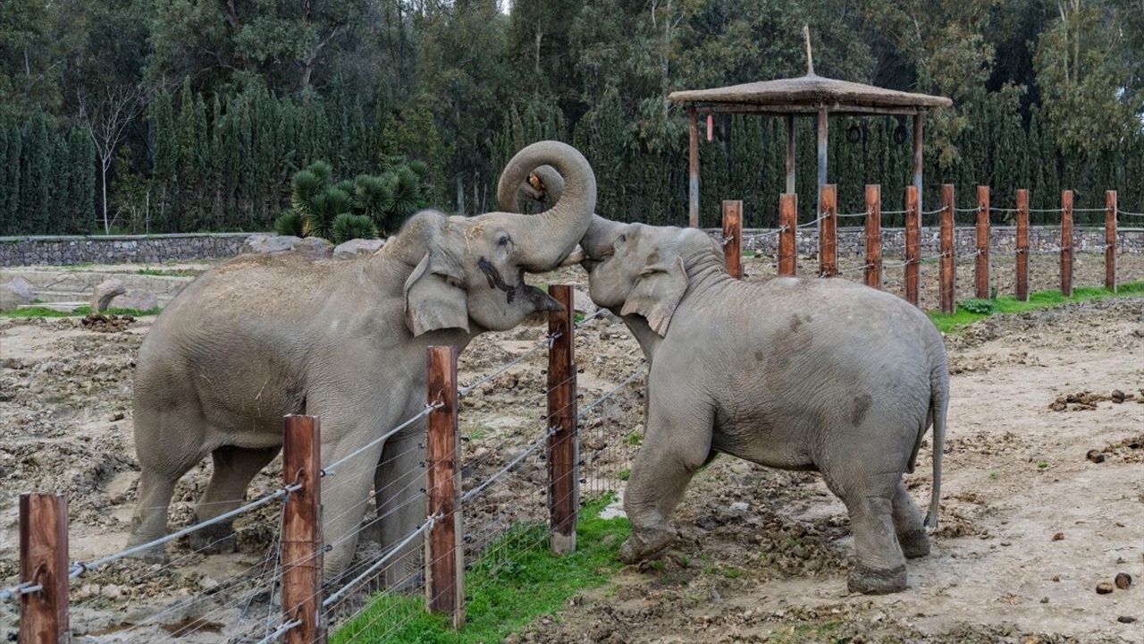 Türkiye'nin İlk Filinin 14. Doğum Günü Kutlandı