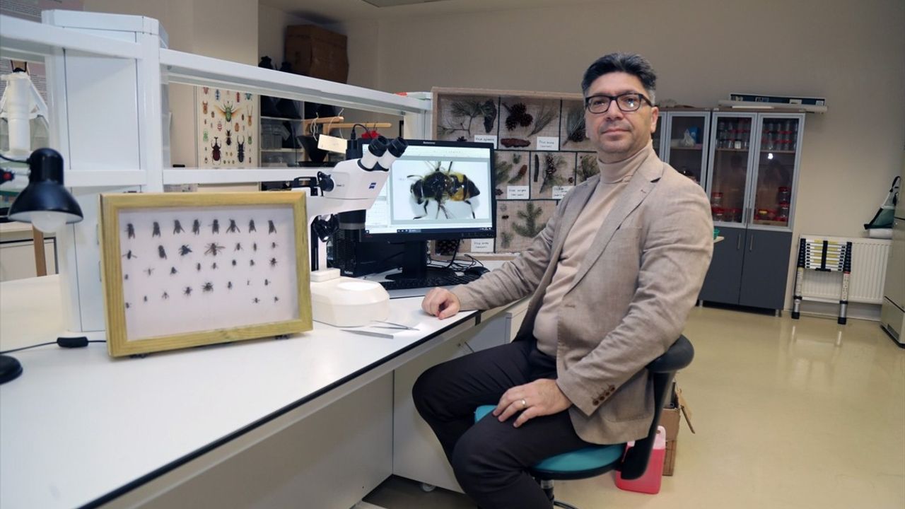 Uludağ Ormanlarında Arı Türlerinin Çeşitliliği Araştırılacak