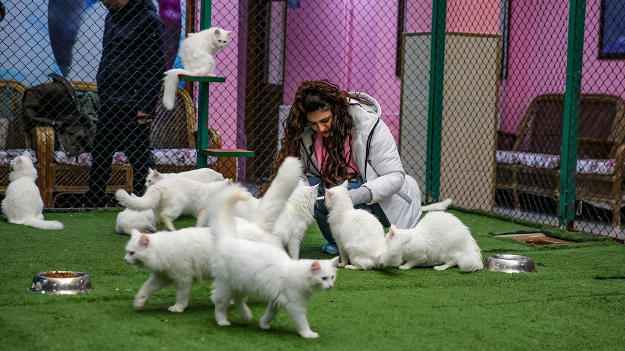 Van Kedilerinin Yaşadığı 'Kedi Villası' Yılda 200 Bin Ziyaretçiyi Ağırlıyor