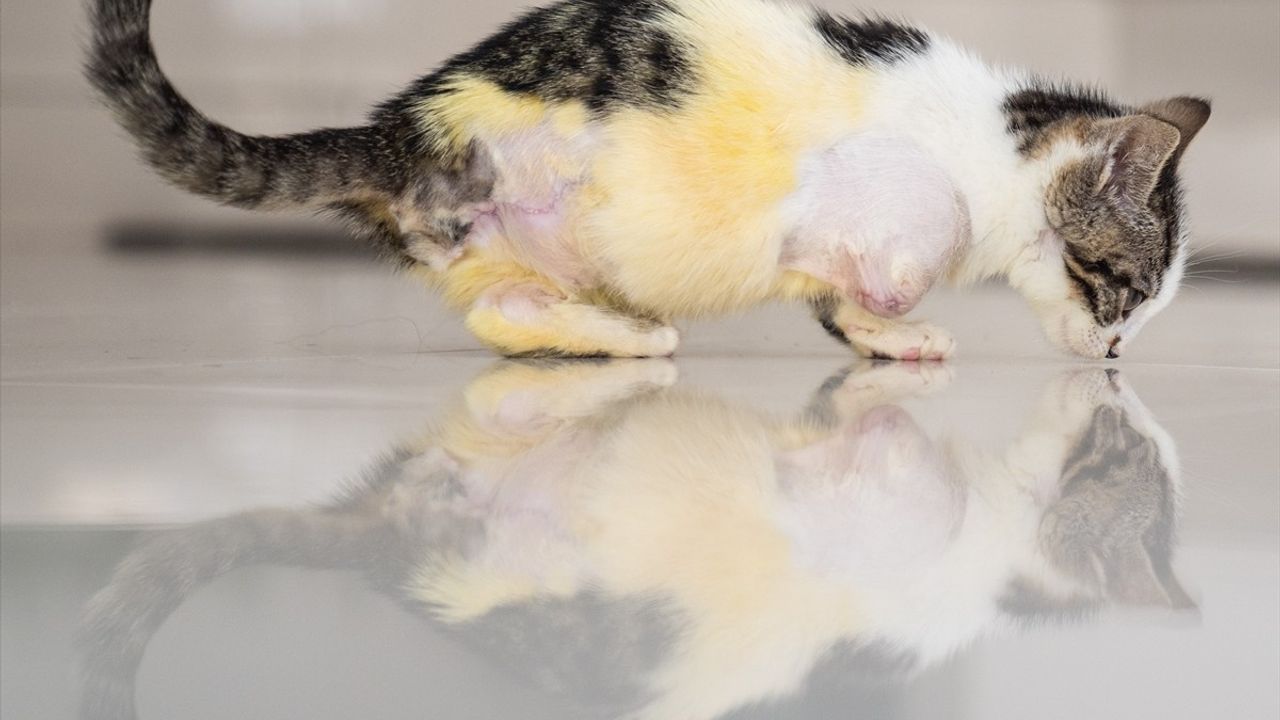 Yavru Kedi 'Mucize', İki Bacağıyla Hayata Tutunuyor
