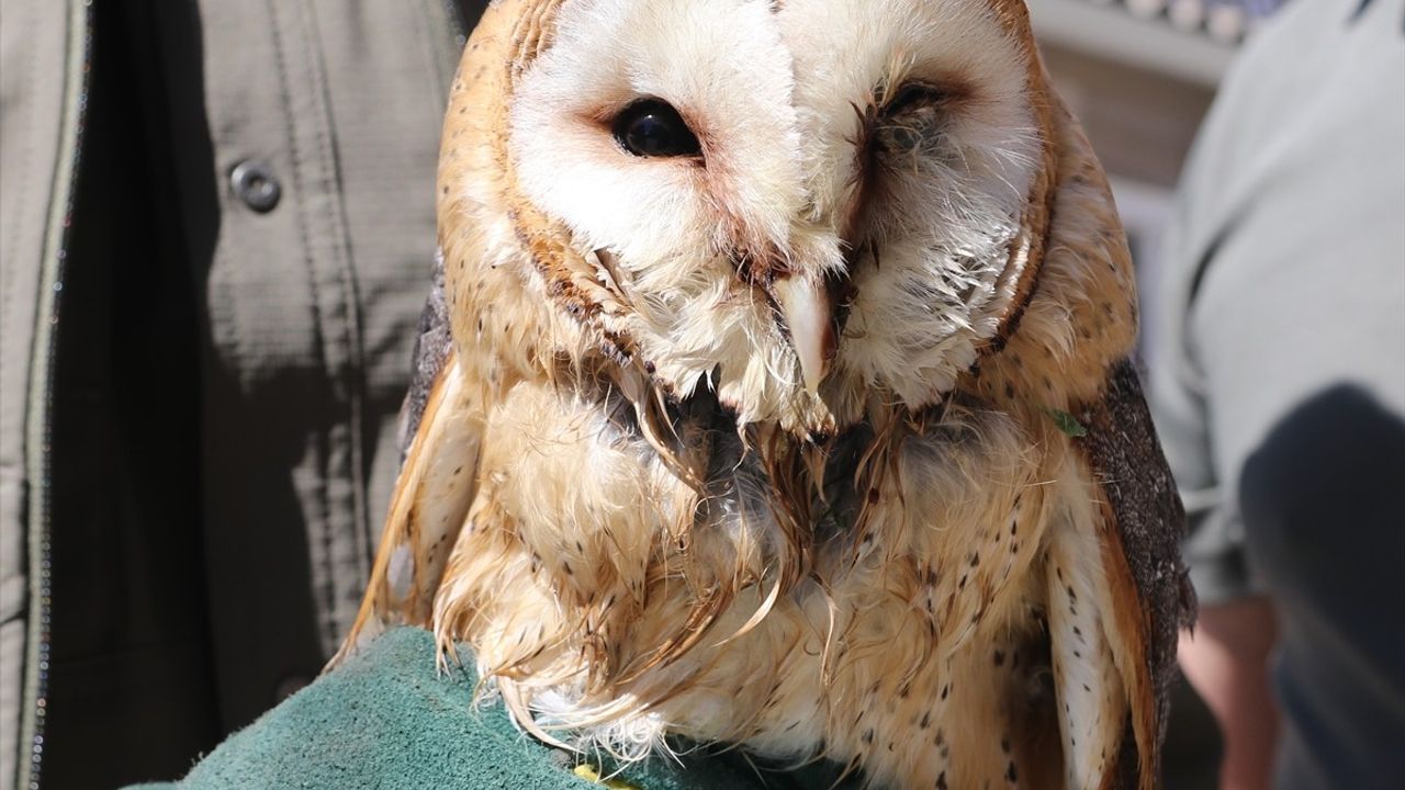 Amasya'da Yaralı Peçeli Baykuş Kurtarıldı
