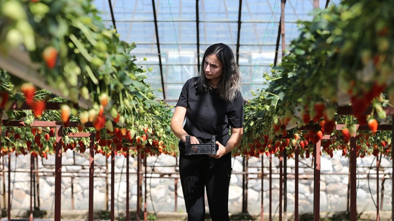 Antalya'da İki Kadın Girişimci, Topraksız Tarımla Çilek Üreterek Hayallerini Gerçekleştirdi