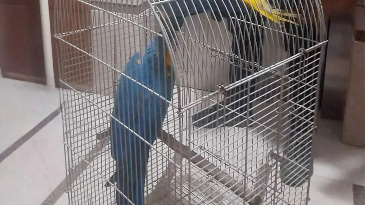 Antalya'da Yasaklı 2 Macaw Papağana El Konuldu