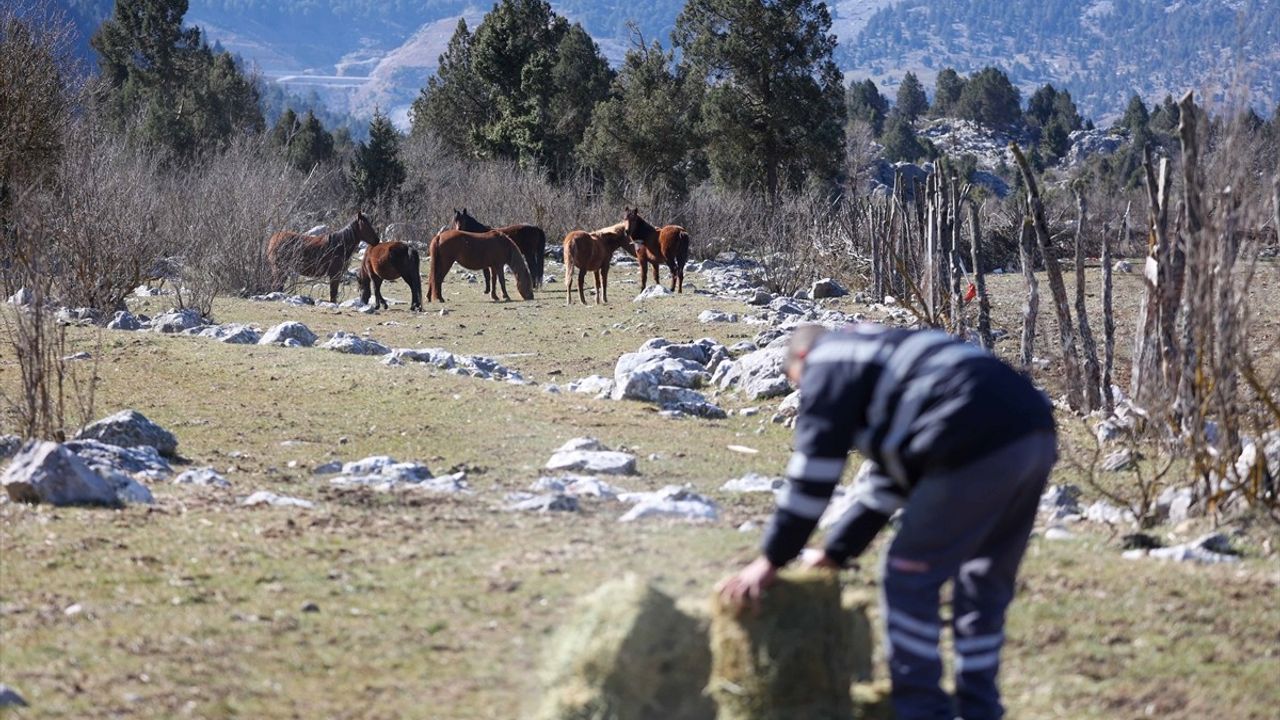 Antalya'da Yılkı Atlarına Soğuk Hava İçin Saman ve Yonca Takviyesi