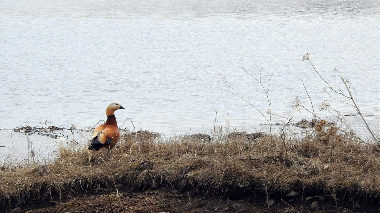 Ardahan'da Kura Nehri Taştı: Göle Ovası Su Altında Kaldı