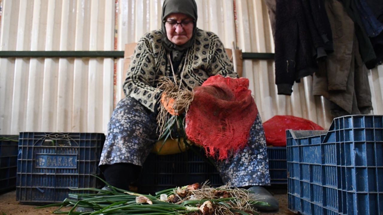 Bilecik'te Kadınlar Yeşil Soğanları Demetleyerek Satışa Sunuyor