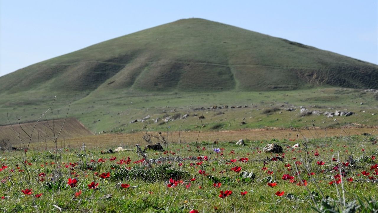 Bintepeler'de Bahar Coşkusu: Lidya Tümülüsleri Çiçeklerle Renklendi