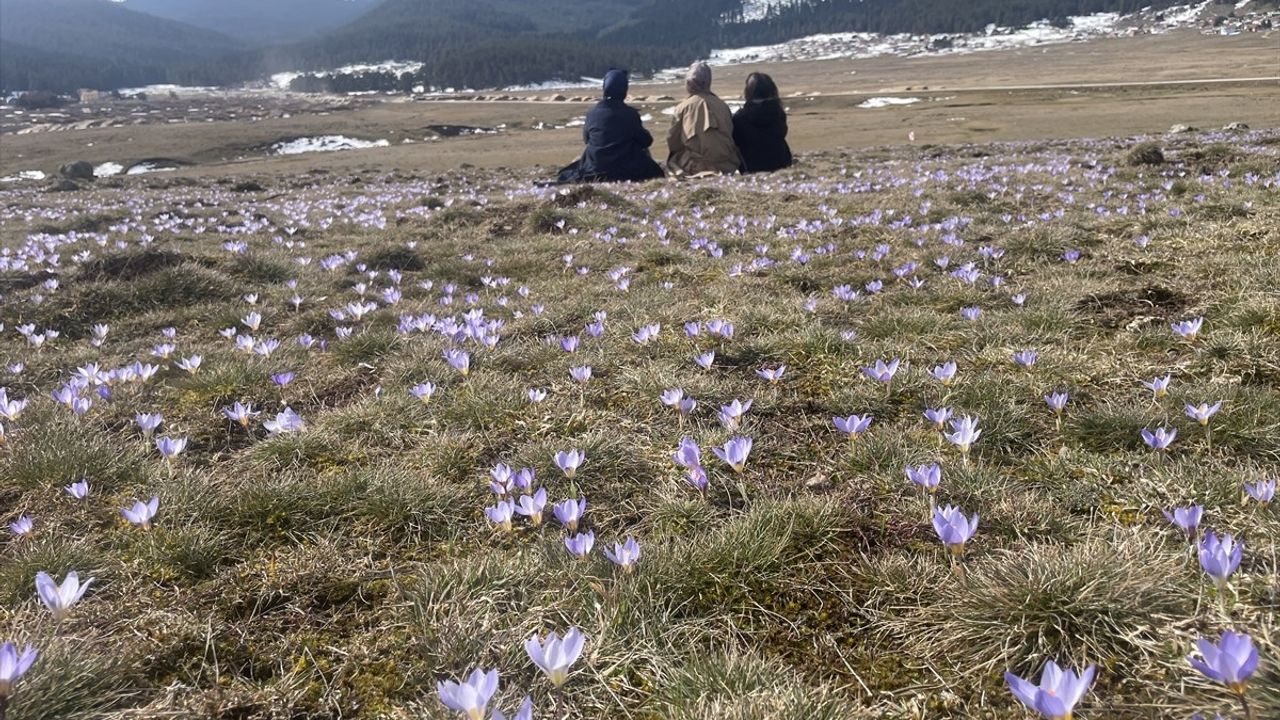 Bolu'daki Sarıalan Yaylası'nda Bahar Coşkusu: Çiğdemler Çiçek Açtı