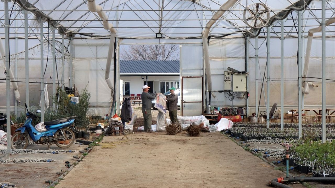 Bursa'da Yılda 10 Milyon Anaç Fidan Üretimi: Cerrah Mahallesi'nin Yükselişi