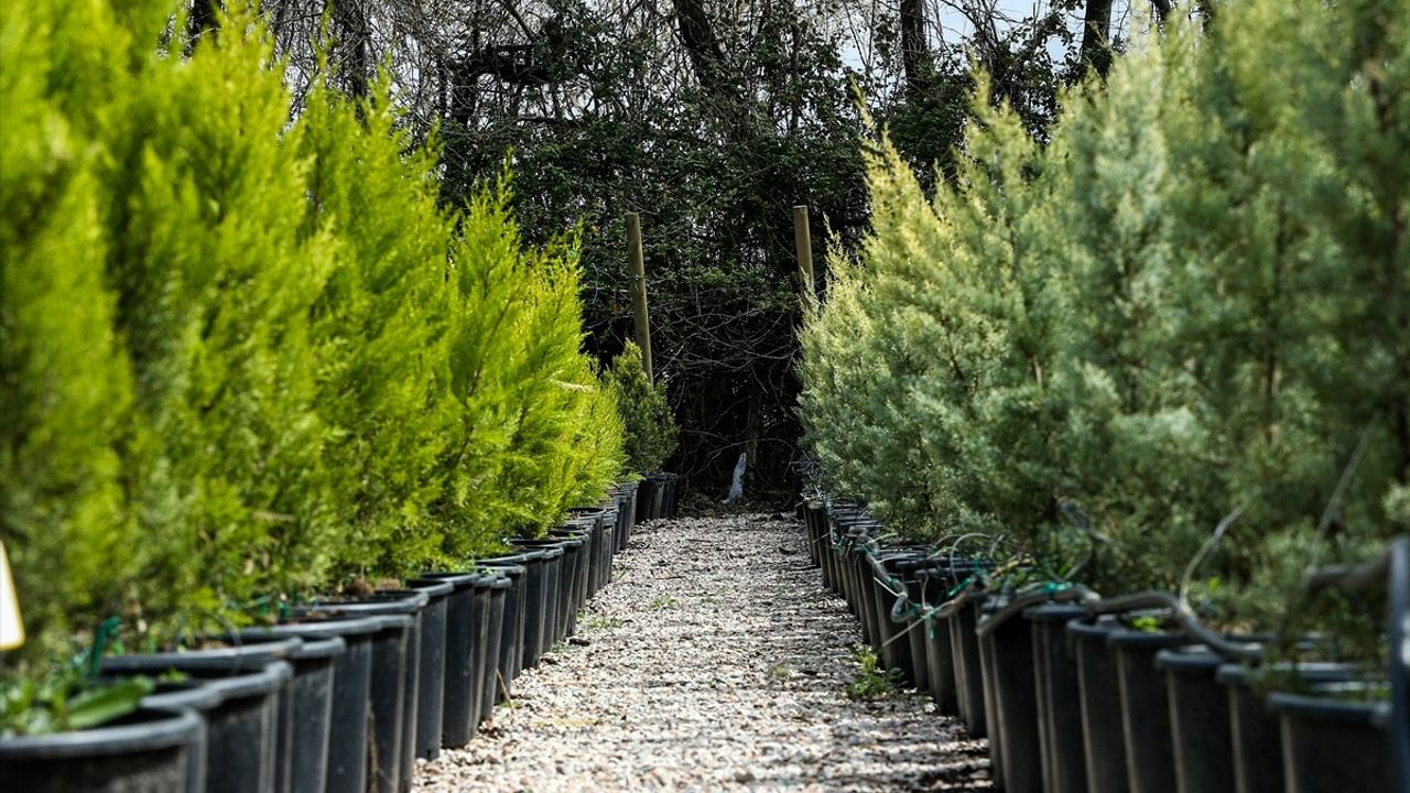 Bursa Orman Fidanlığı'ndan Yılda 2 Milyon Fidan Üretimi