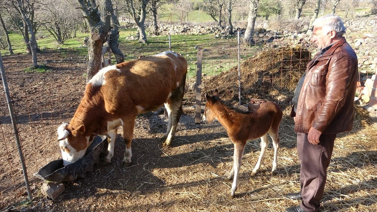Çanakkale'de Anne Şefkati: İnek Bir Tayı Emziriyor