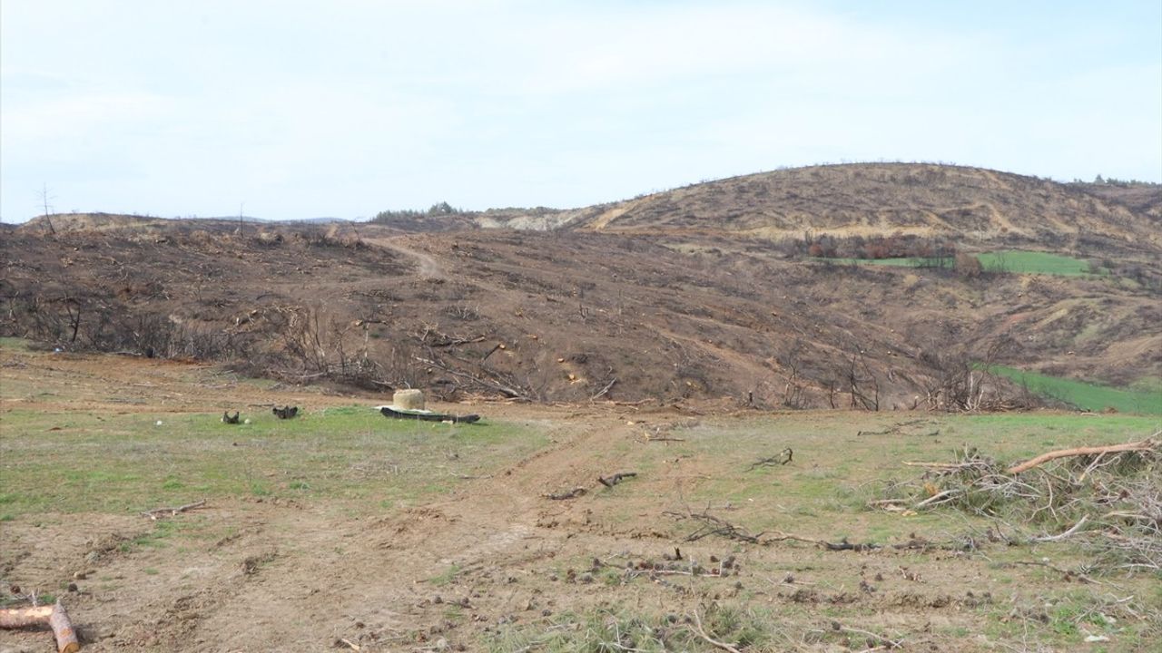 Çanakkale Savaşları'nın Tek Kadın Gazetecisi: Wanda Zembruska'nın Günlükleri