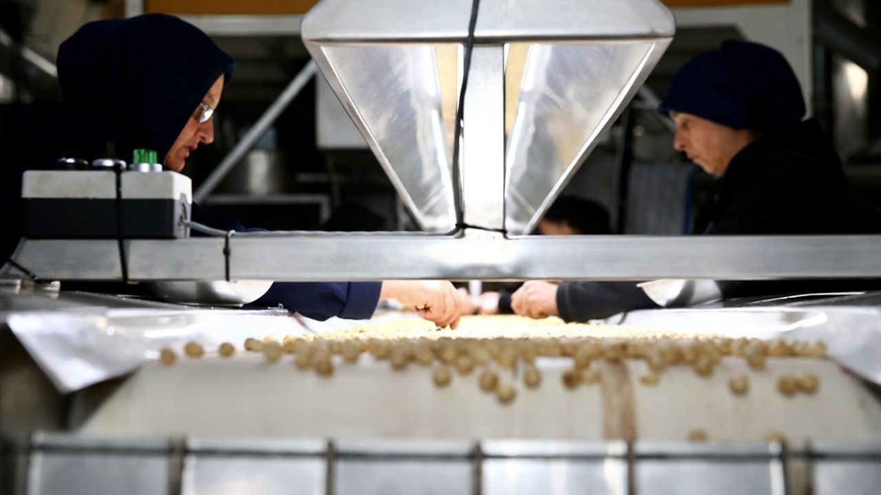 Devlet Desteğiyle Yenilenen Tesis, Yılda 8 Bin Ton Fındık İhraç Ediyor