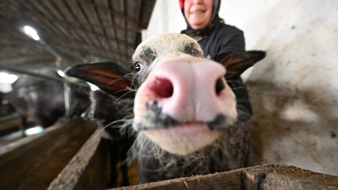Düzce'de Kadın Girişimci, Mandalarıyla Başarıyı Yakaladı