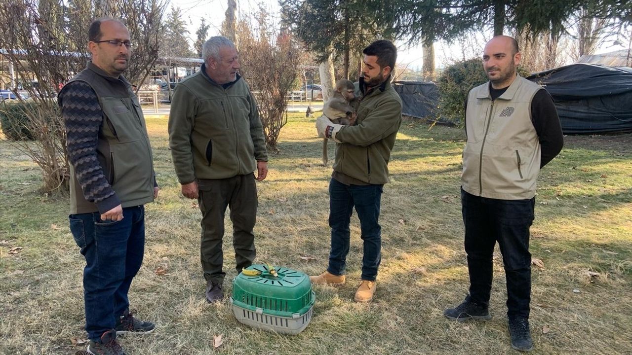 Elazığ'da Bulunan Makak Maymunu Gaziantep'e Gönderildi