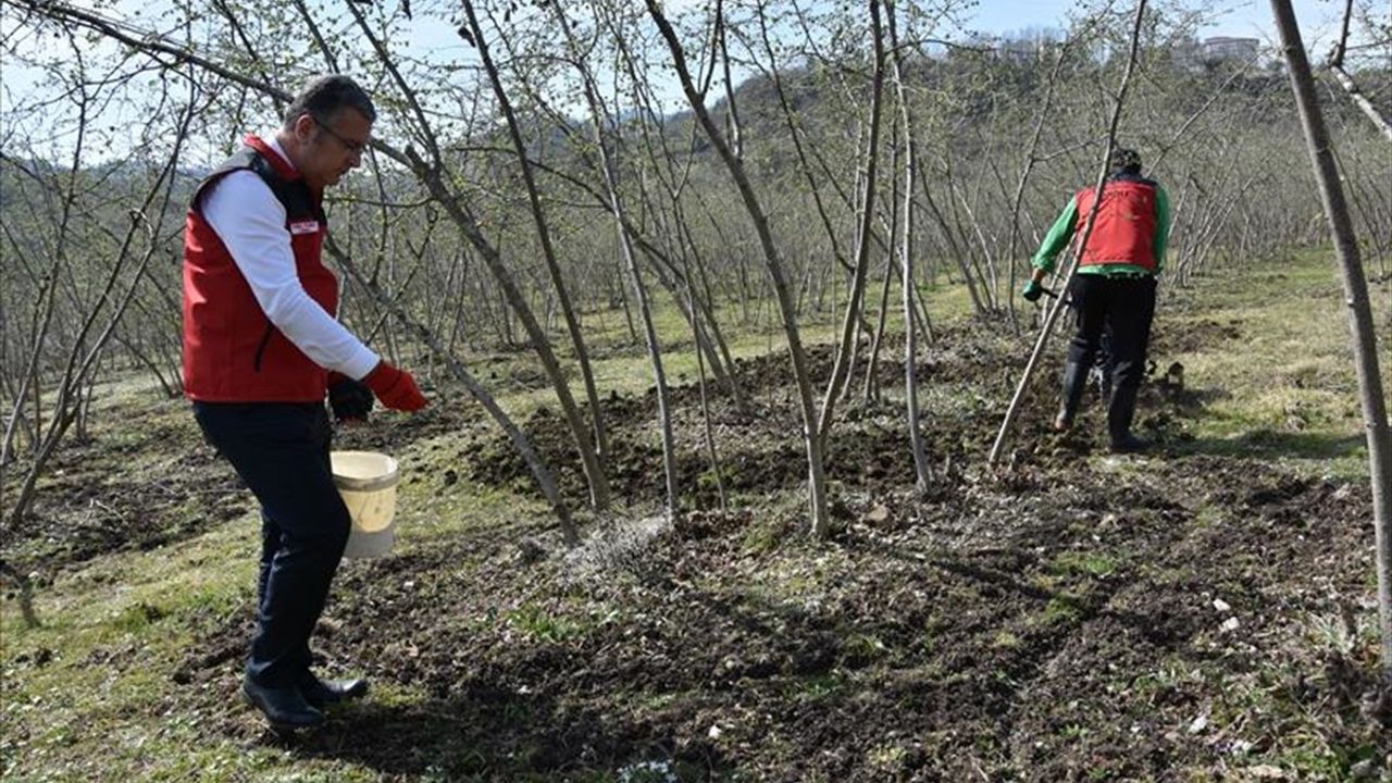 Fındık Üretiminde Doğru Gübreleme: Verim ve Kaliteyi Artırmanın Yolu