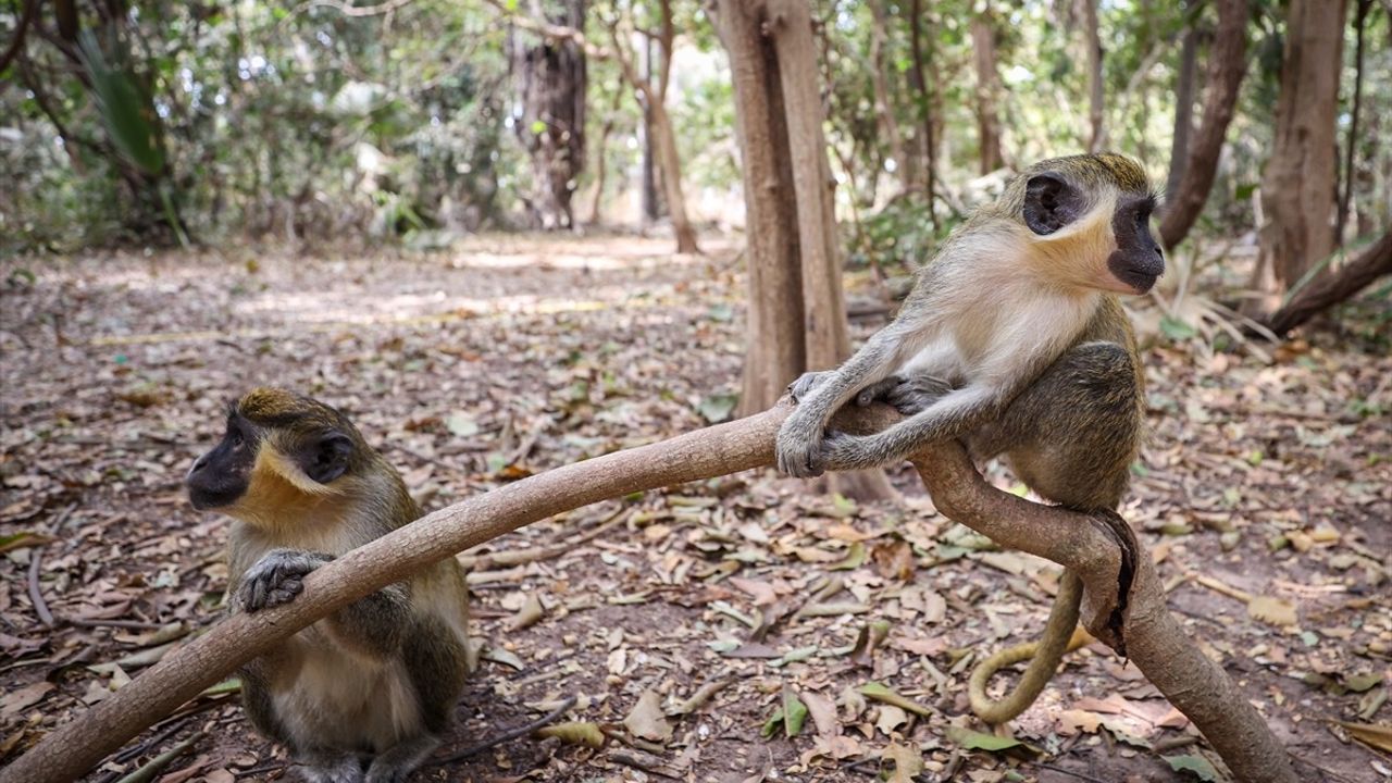 Gambiya'nın Doğal Cenneti: Bijilo Orman Parkı