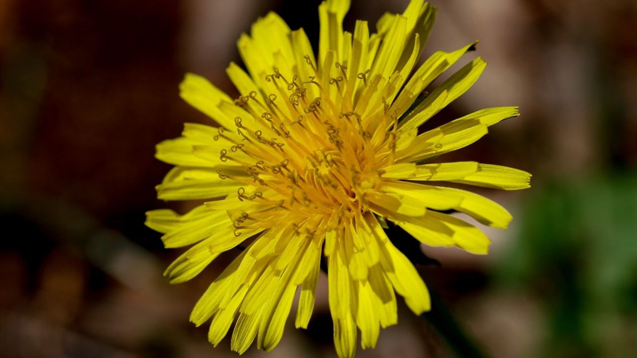 Gaziantep Botanik Bahçesi İlkbaharda Kale Alıyor