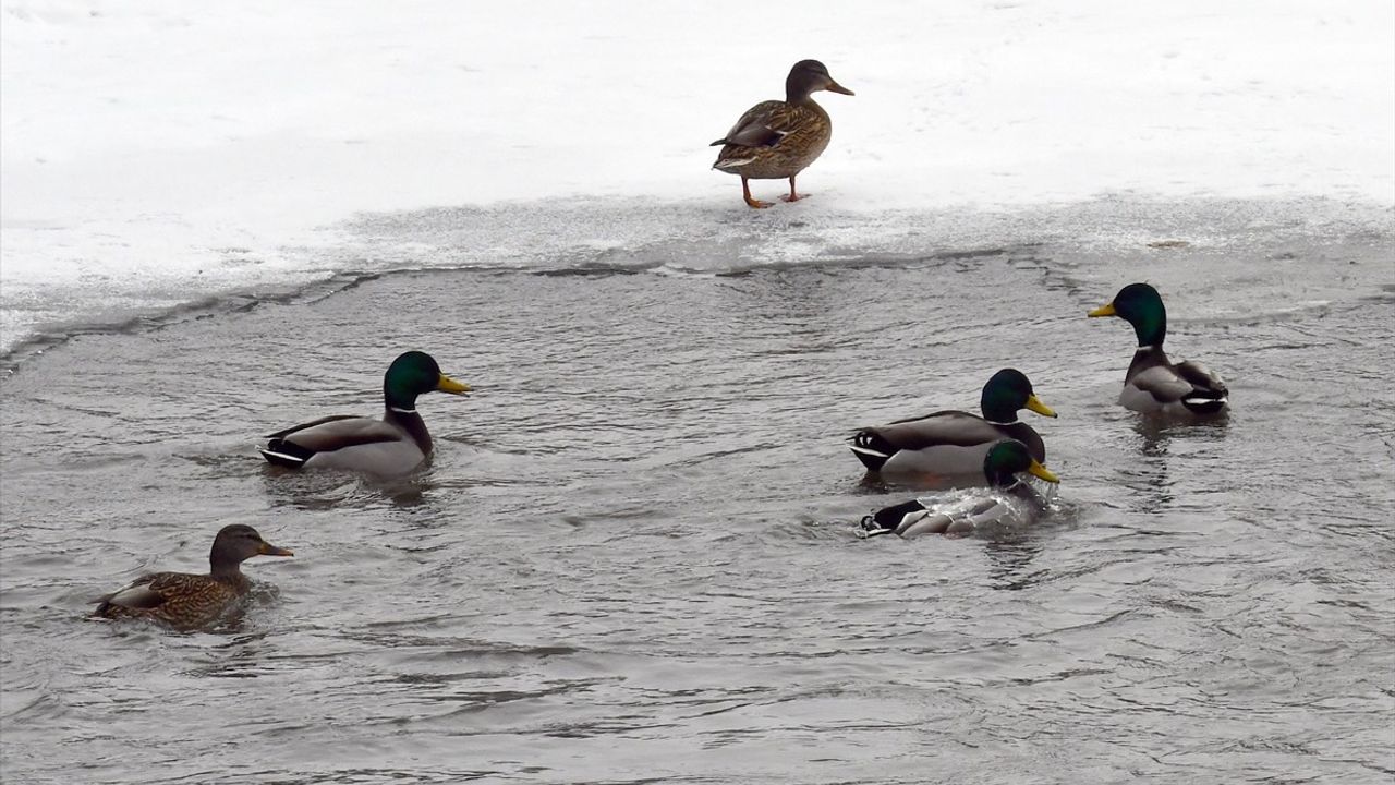 Kars'ta Isınan Havalar Yaban Hayatını Canlandırdı
