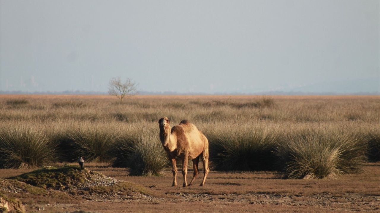 Kızılırmak Deltası'nda Develer Görüntülendi: Ekosisteme Katkılarıyla Dikkat Çekiyor