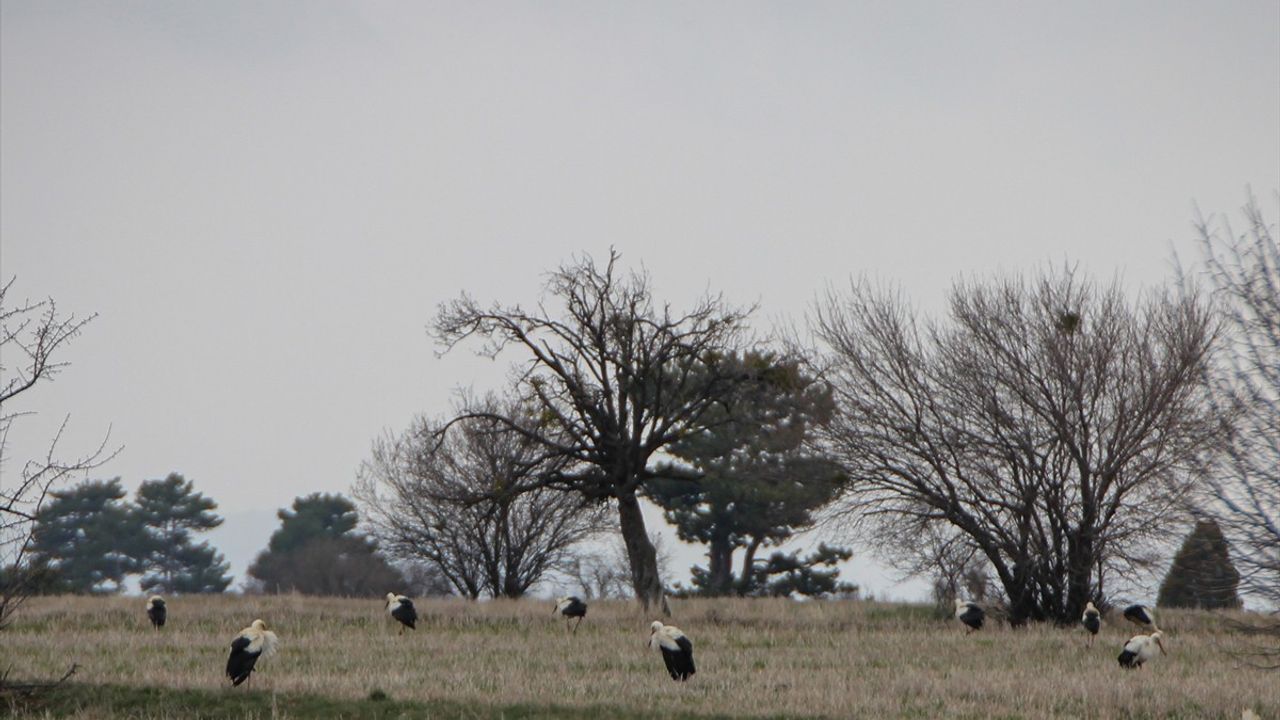 Kütahya'da Göç Eden Leylekler Molalarını Verdi
