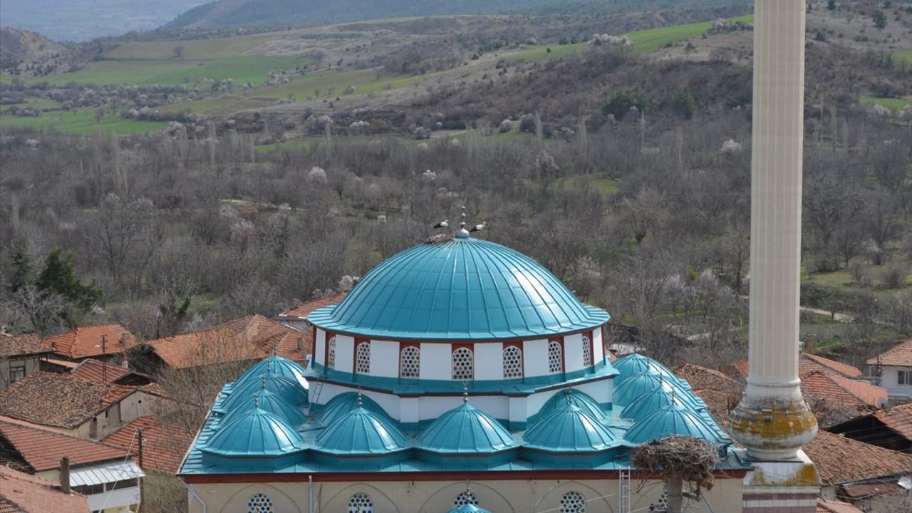 Leylekler Çorum'un Dodurga İlçesine Dönmeye Başladı