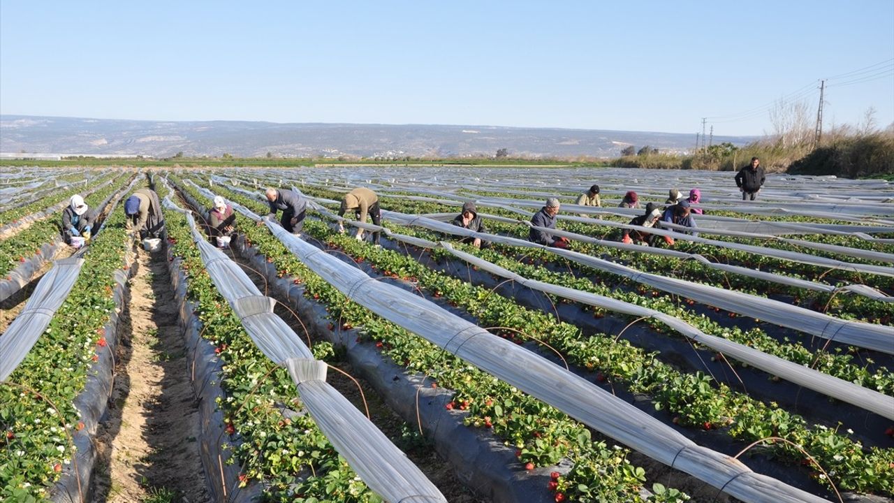 Mersin'de Tescilli Silifke Çileğinin Hasadı Başladı