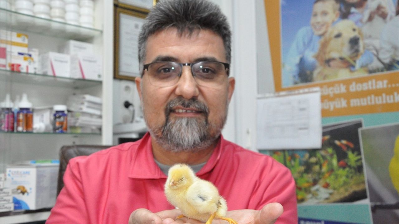 Mersin'de Üç Ayaklı Civciv Şaşkınlık Yarattı