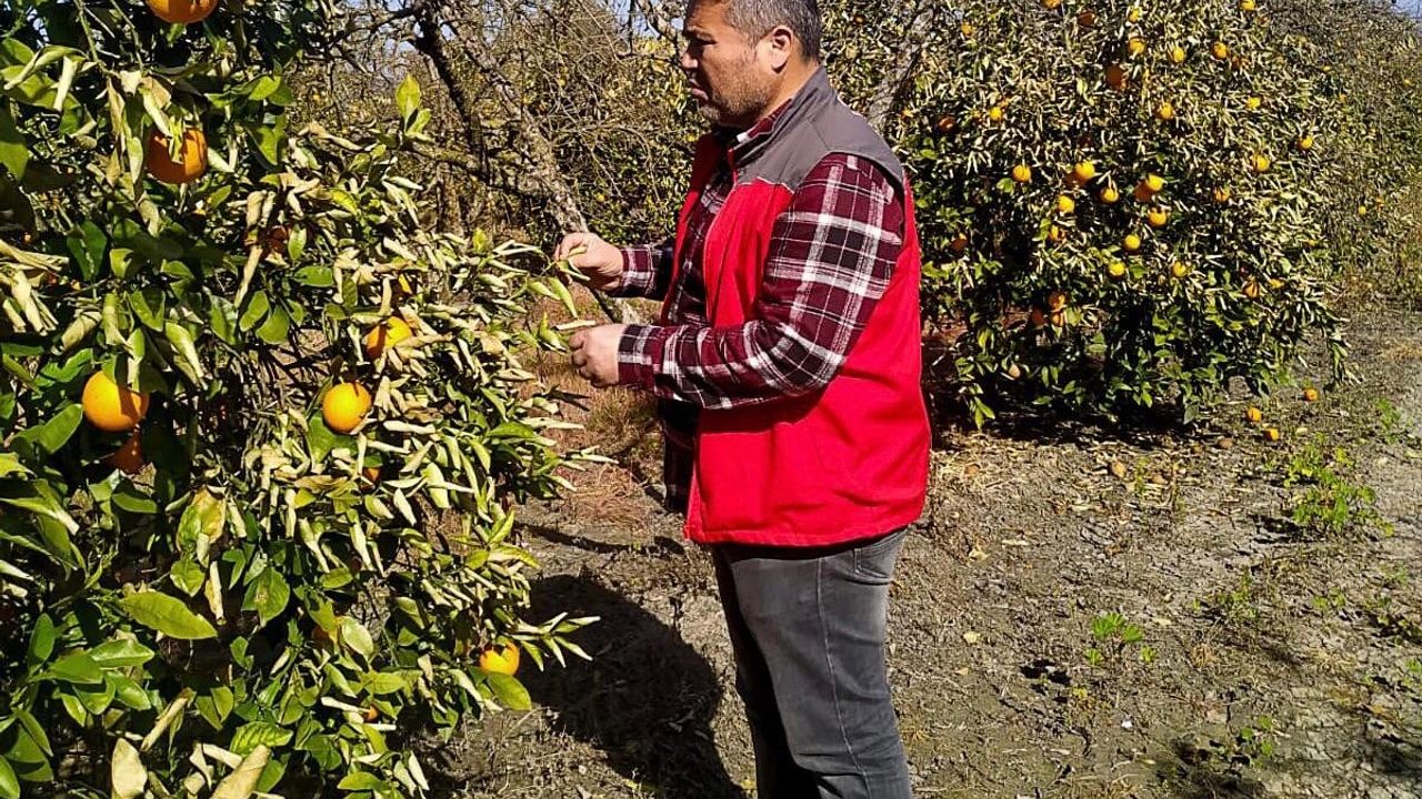 Muğla'da Don Vurdu: Narenciye Bahçelerinde Hasar Tespiti Başladı