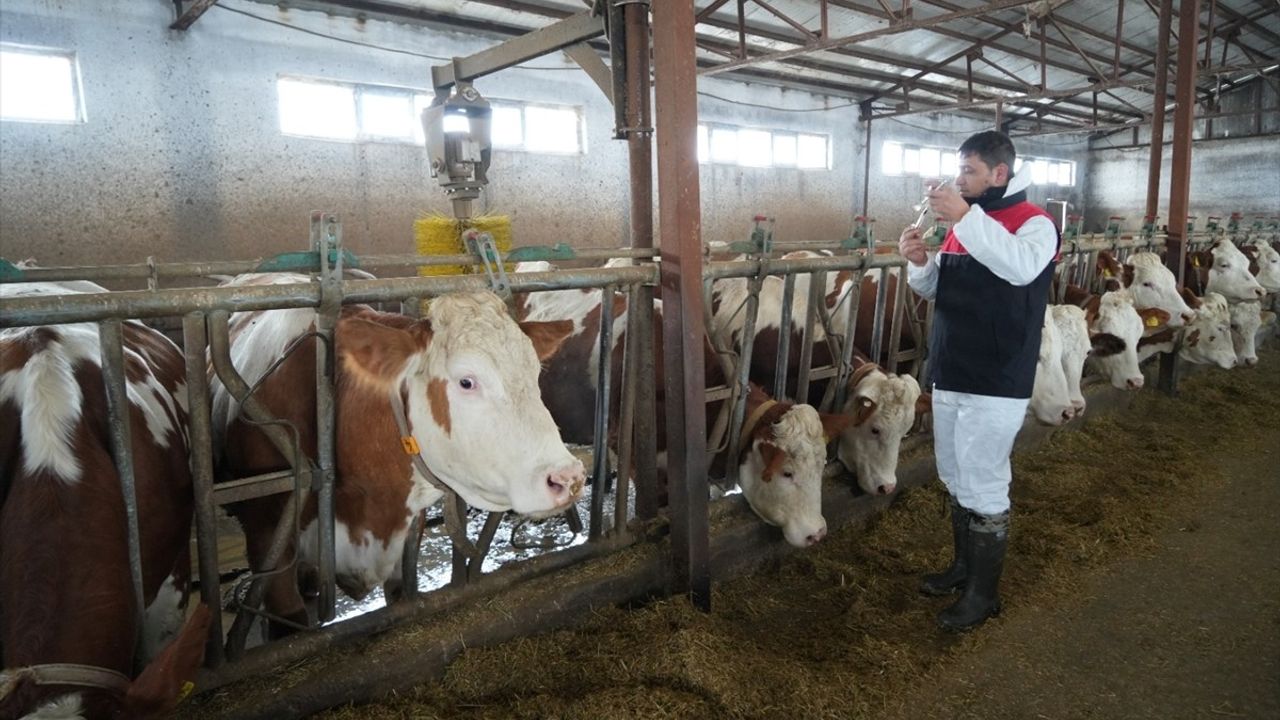 Muş'ta Veteriner Hekimler Kışın Zorlu Koşullarında Aşılamaya Devam Ediyor