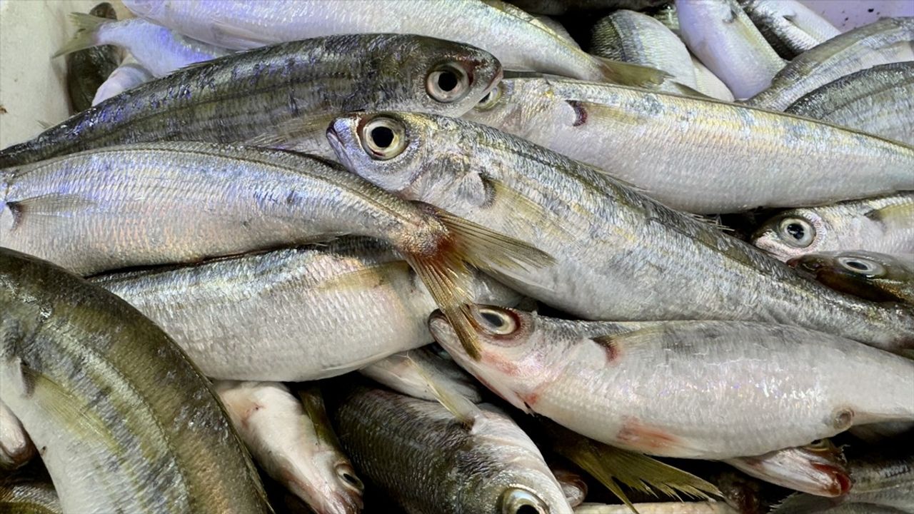 Samsun'da Av Yasağı Öncesi Balık Çeşidi Azalıyor