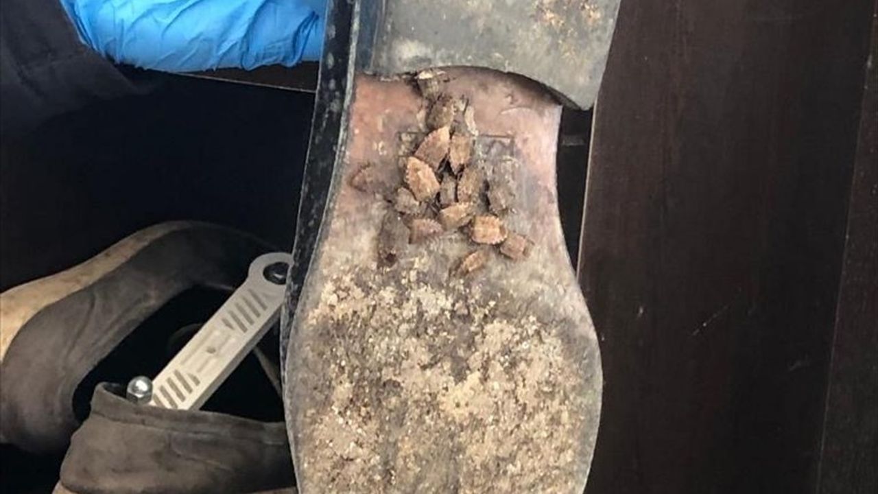 Samsun'da Kahverengi Kokarca Zararlısıyla Savaş Devam Ediyor