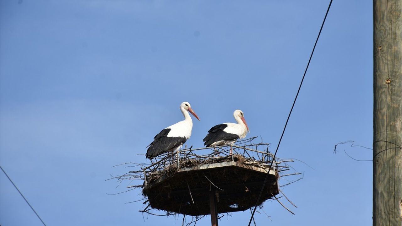 Sinop'ta Baharın Habercisi Leylekler Cuma Ovası'na Dönmeye Başladı