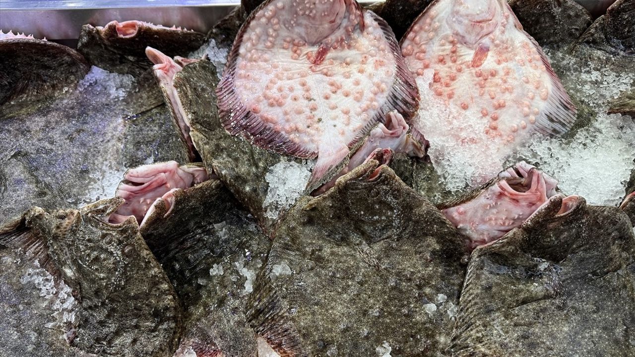 Sinop'ta Kalkan Balığı Avı Bereketi İle Tezgahlar Şenlendi