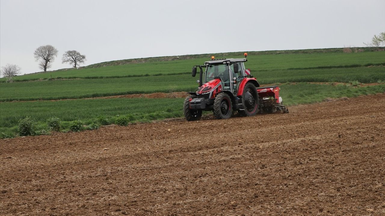 Tekirdağ'da Ayçiçeği Tohumları Toprakla Buluştu
