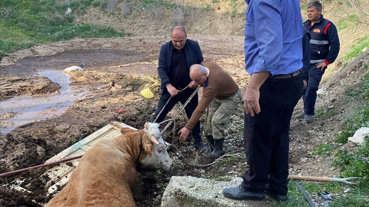 Tokat'ta İtfaiye, Gübreliğe Düşen Boğayı Kurtardı